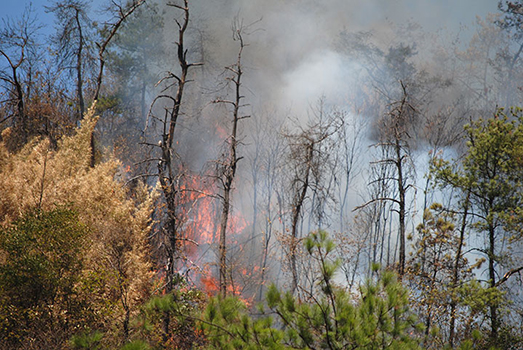 Yeni dizel milis acil müfrezesi 8.11 orman yangınları